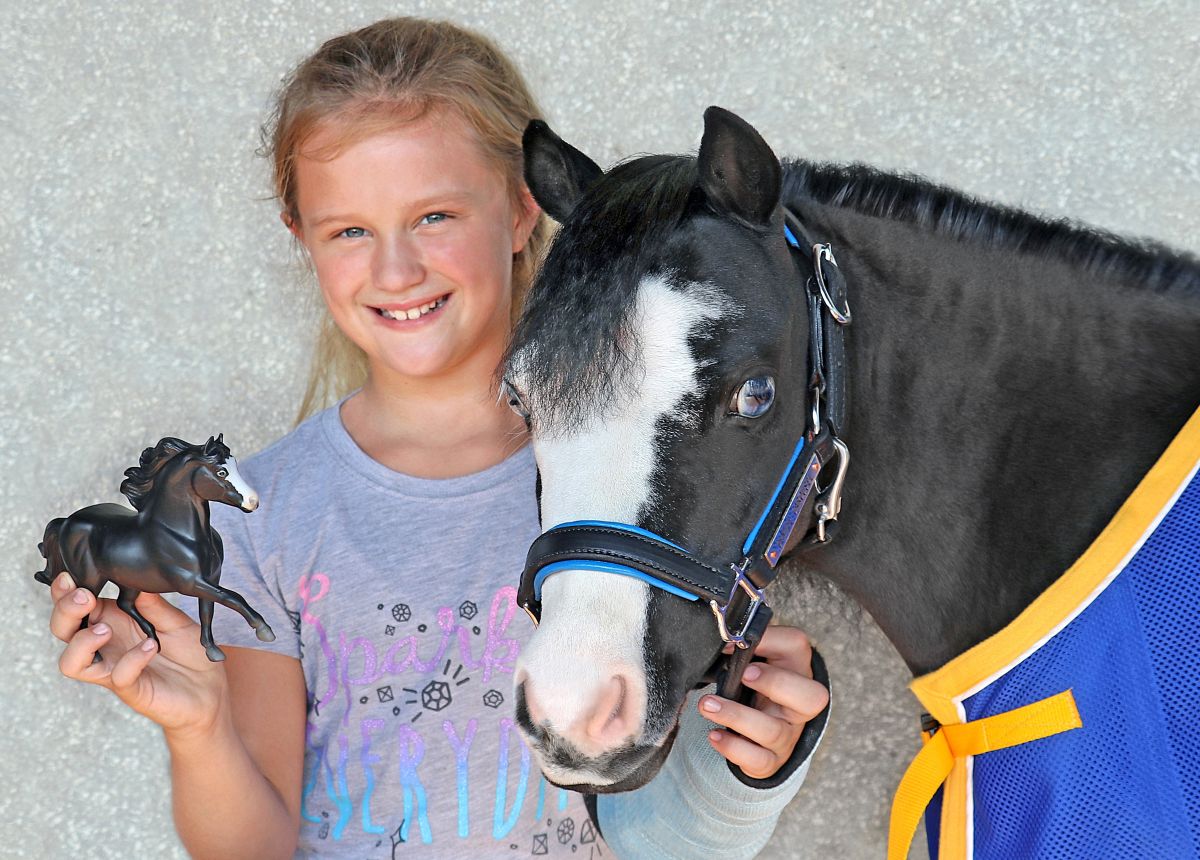 magic gentle carousel miniature therapy horses ocala florida