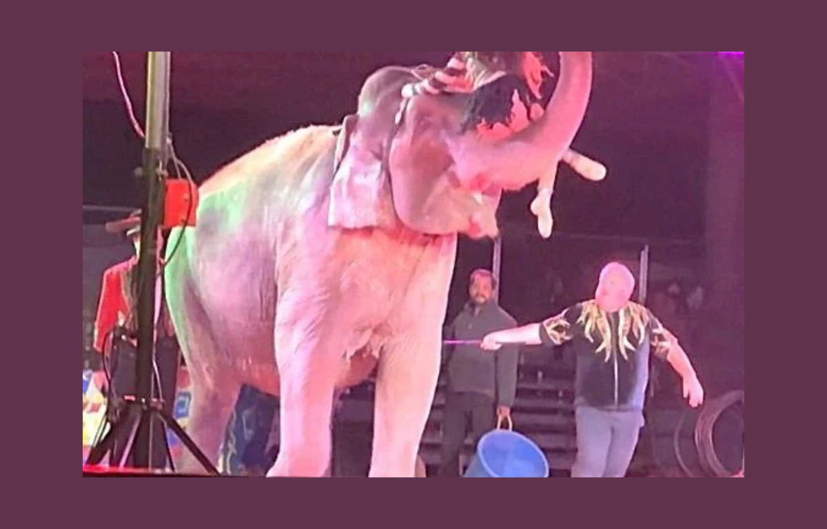Brian Franzen elephant trainer PETA