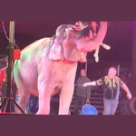 Brian Franzen elephant trainer PETA