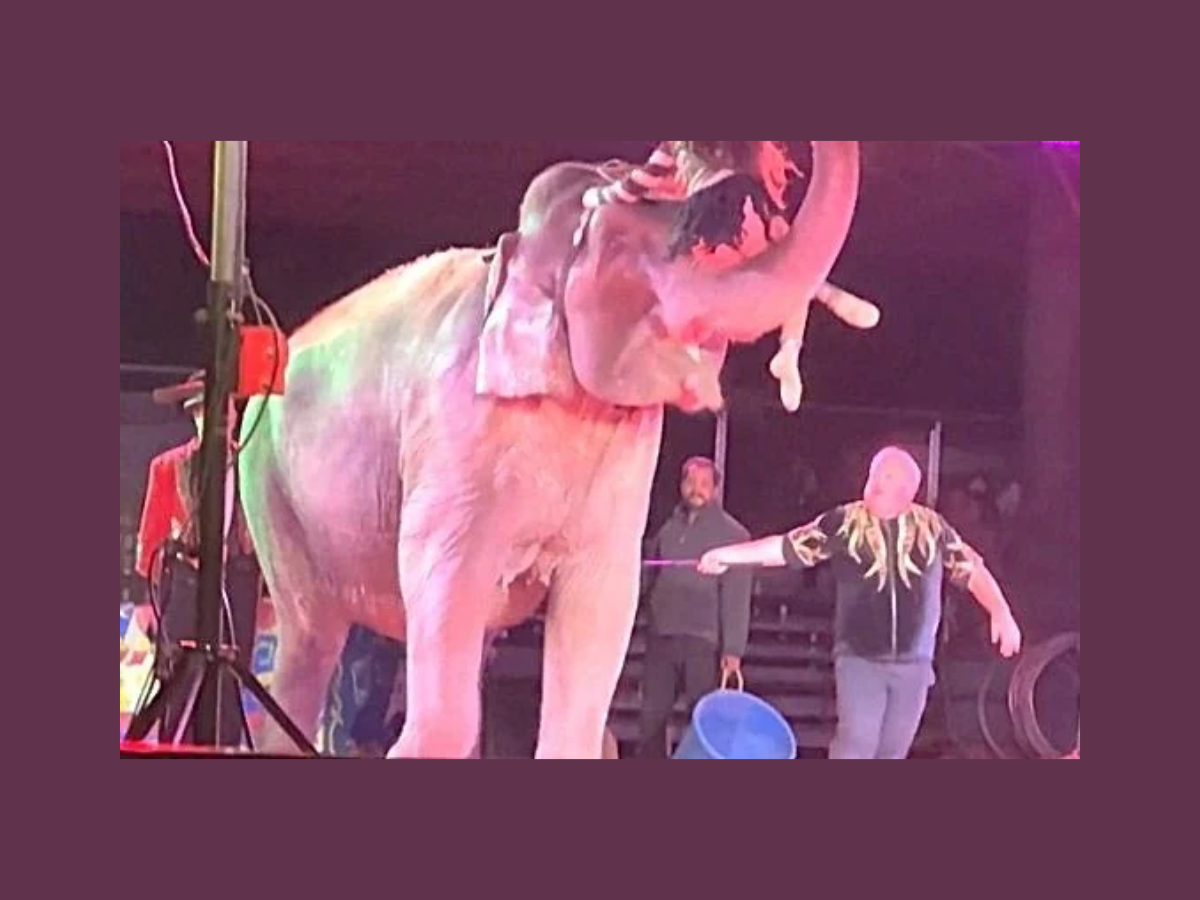 Brian Franzen elephant trainer PETA