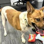 rocky adoptable dog marion county animal services