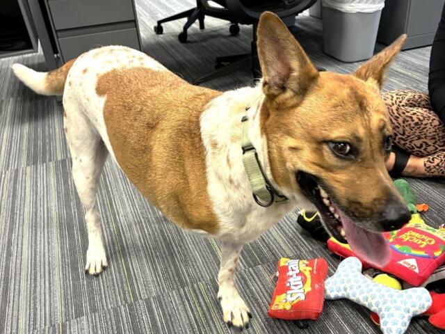 rocky adoptable dog marion county animal services
