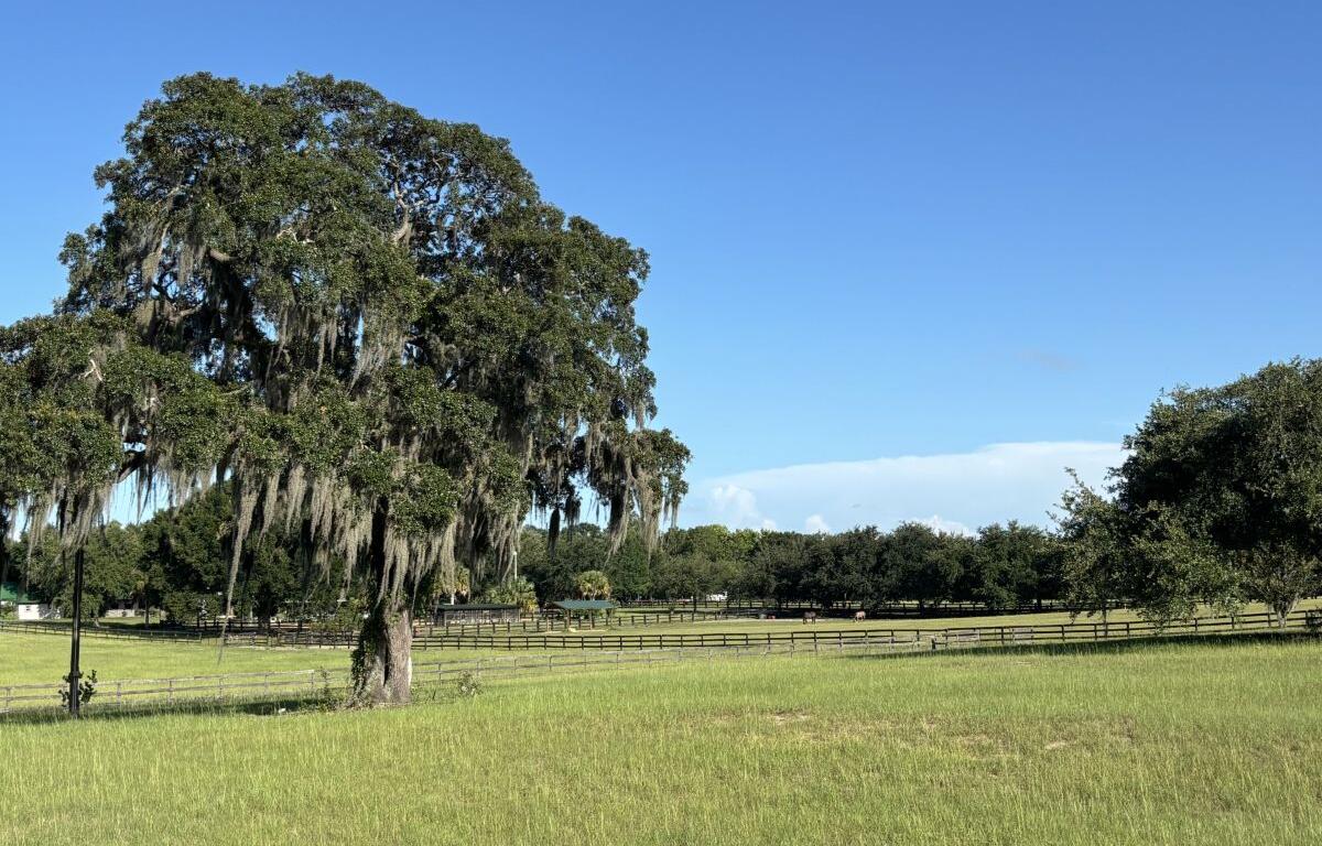 sunny weather summerfield marion county florida